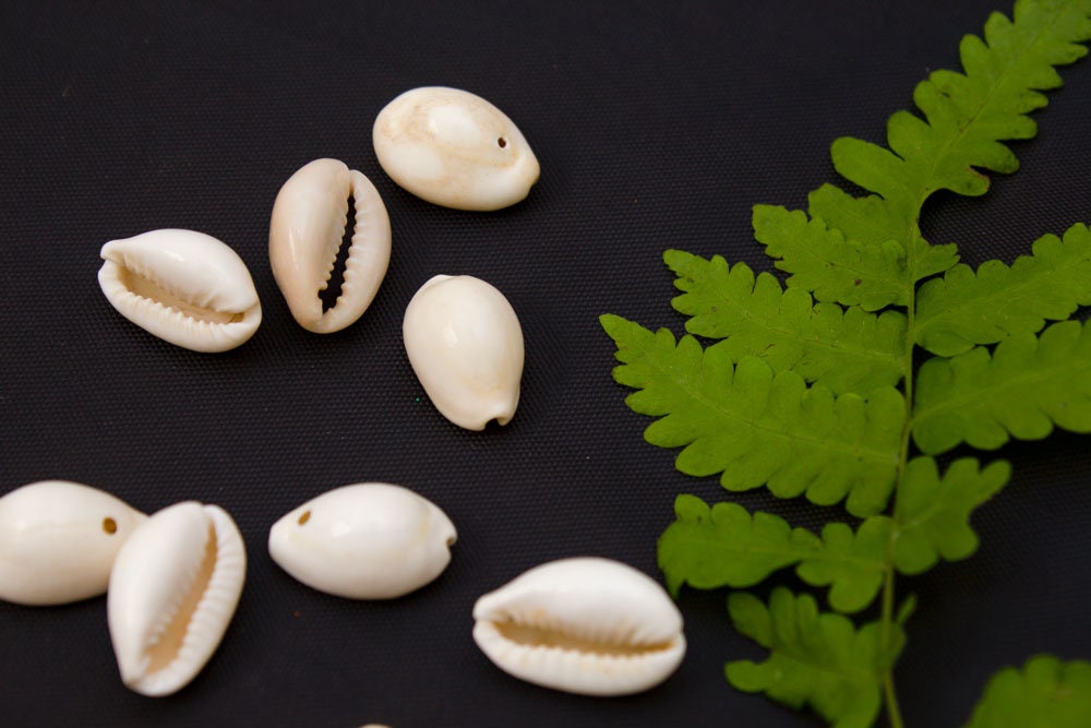 Natural Large Cowries Shell, Cowries Seashell, Indian Seashell Beach Decor, Single Hole Seashell, Cowry Beads money shell, Art Loose Shell for Weddings and Decor Crafts