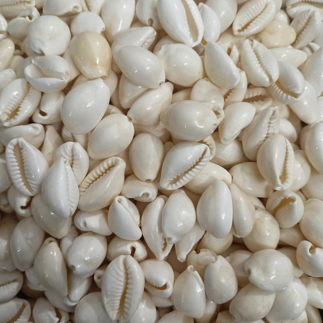 Cowries Shell, Cowries Seashell Bulk, Natural Seashell Beach Decor Seashell Cowry Beads money shell Art Loose Shell for crafts supply